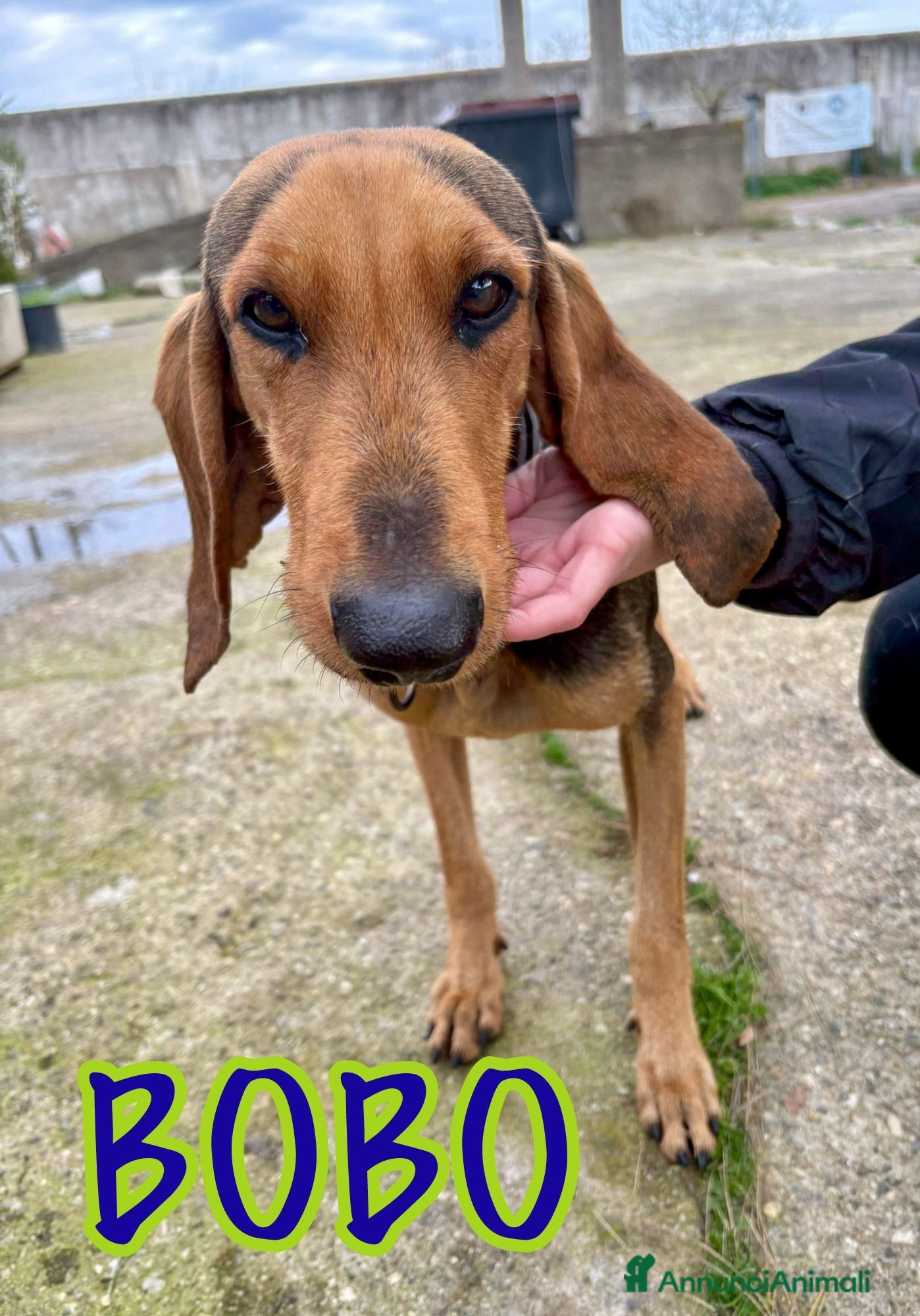 Segugio cani BOBO 💙 - dolce, cerca riscatto e tante carezze - Annuncio 2