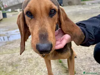 Segugio cani BOBO 💙 - dolce, cerca riscatto e tante carezze - Annuncio 2