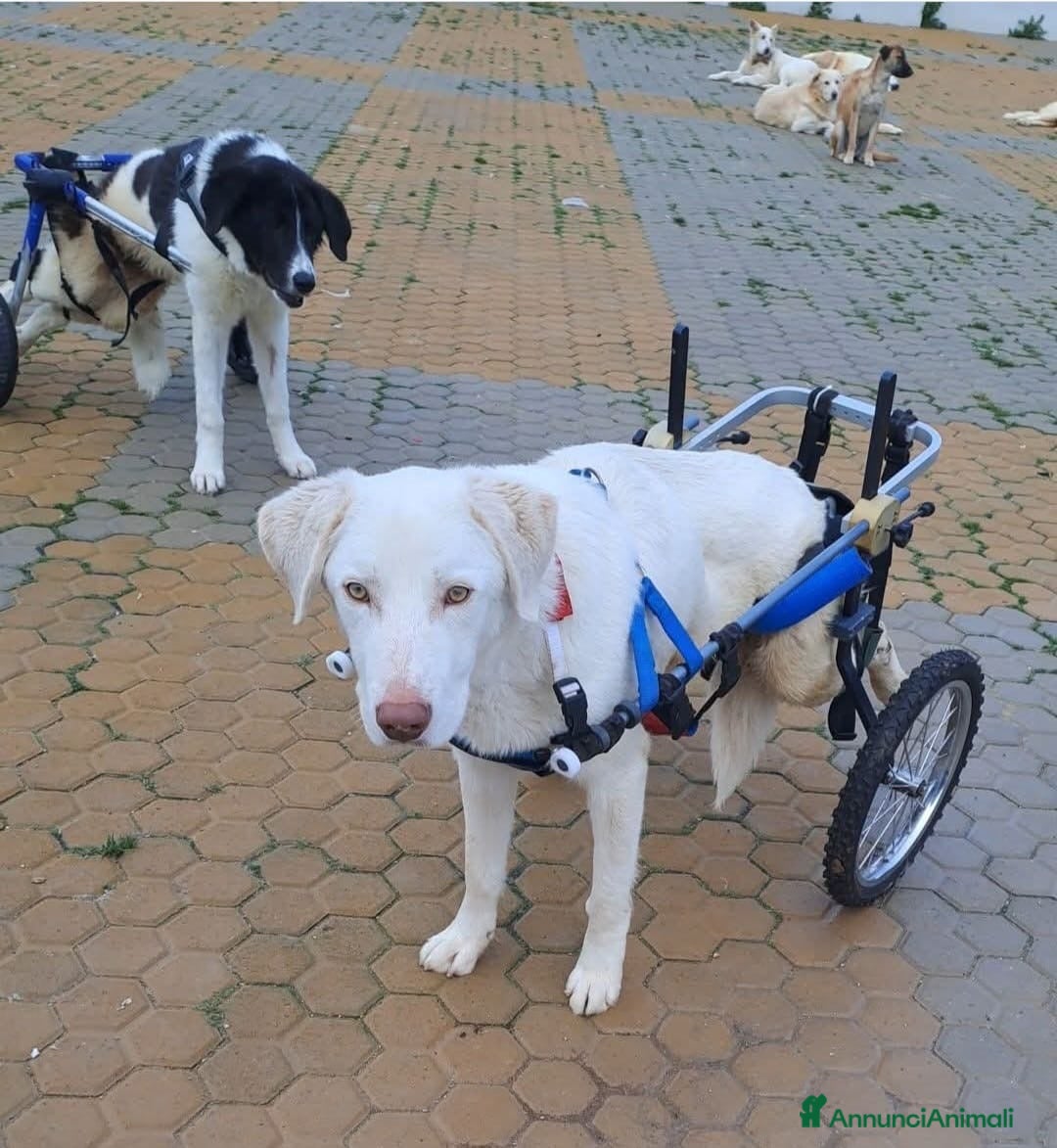 Meticcio cani ADOZ.DEL CUORE:che fine farà?paraplegico incanile! - Annuncio 20