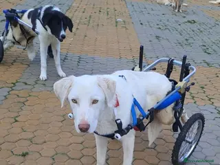 Meticcio cani ADOZ.DEL CUORE:che fine farà?paraplegico incanile! - Annuncio 20