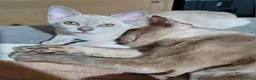 Burmese gatti in vendita: Gattine Burmesi Europei Cioccolato e Lilla - Annuncio 5
