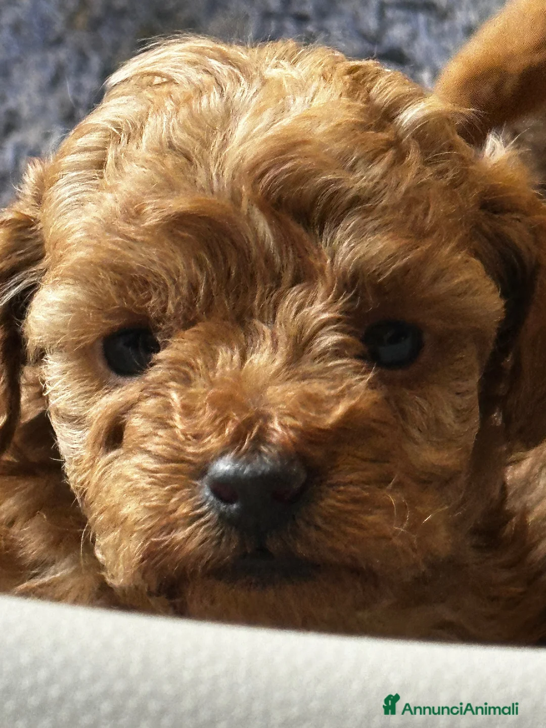 Barbone cani in vendita: Cuccioli barbone toy color fulvo - Annuncio 2
