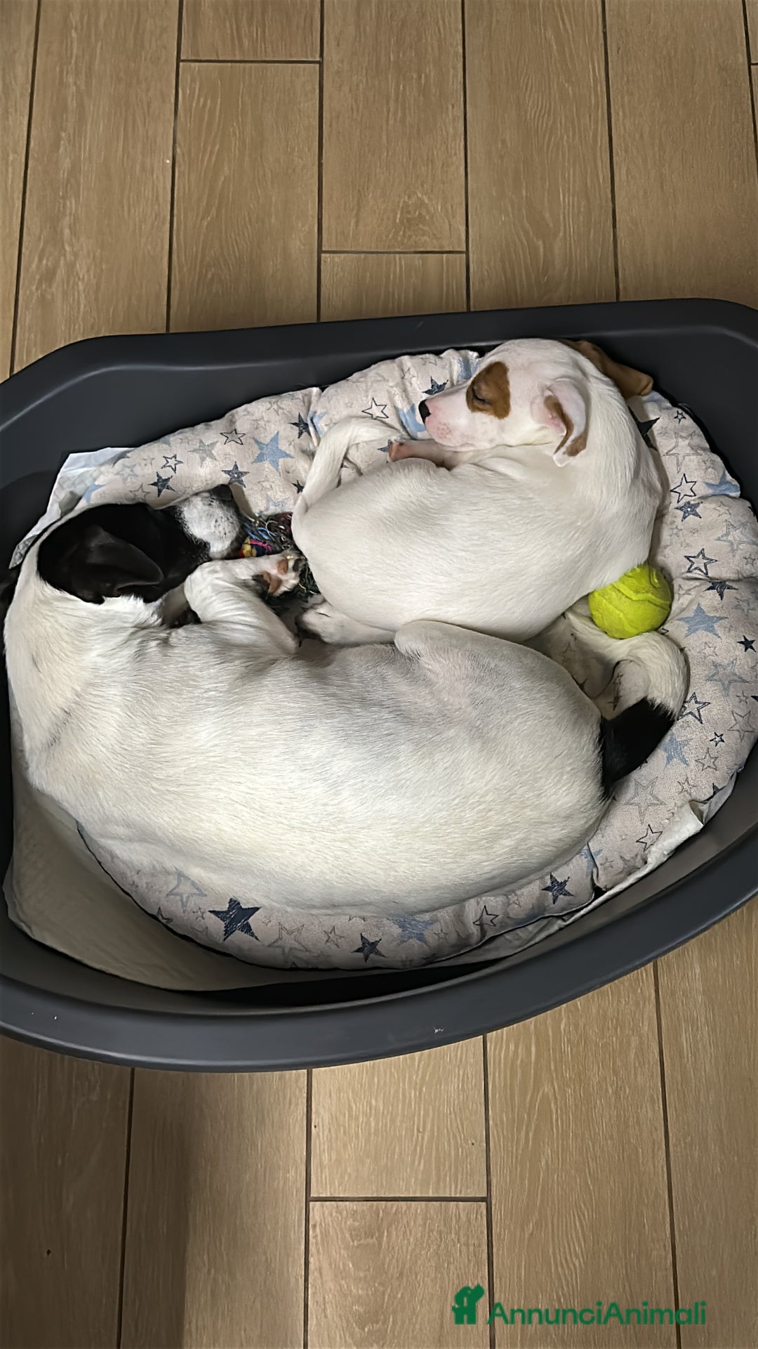 Jack Russell cani in vendita: Jack russel terrie colorazione rara bianco e rosso - Annuncio 4