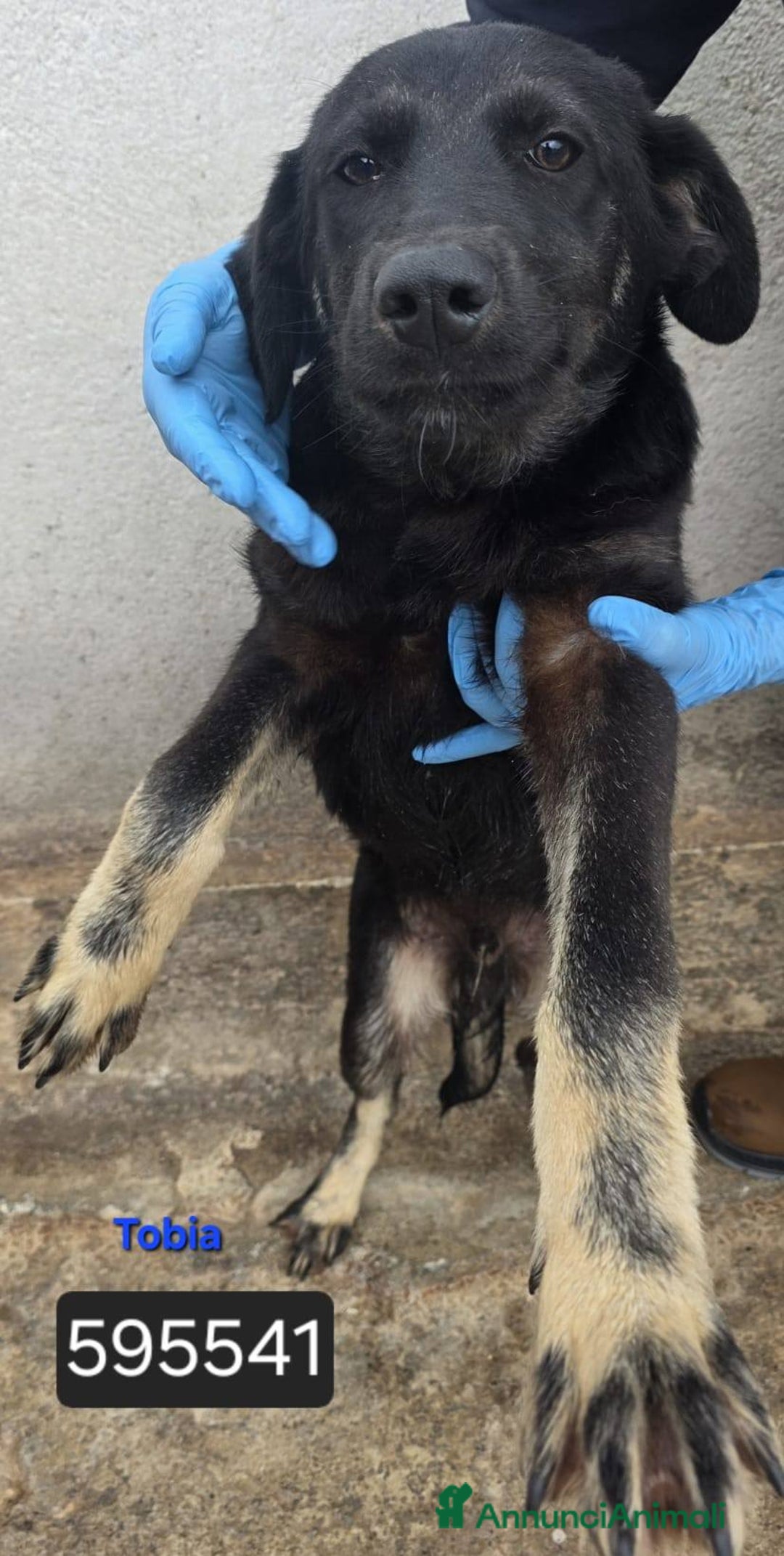 Meticcio cani in regalo: Fede Cristina Maya Ettore Tobia Denis - Annuncio 5