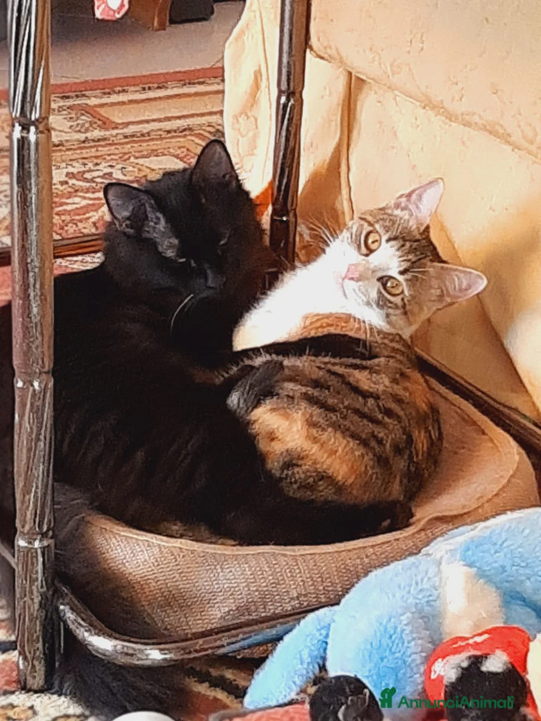 Europeo gatti in regalo: PAMY E PELU - Annuncio 1