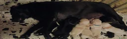 Labrador cani in vendita: I cuccioli di Ethan e Camille  a Provincia di Rimini - Annuncio 2