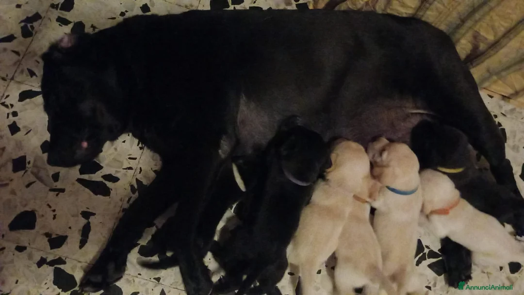 Labrador cani in vendita: I cuccioli di Ethan e Camille  a Provincia di Rimini - Annuncio 2