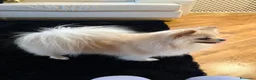 Volpino Pomerania cani in vendita: Cuccioli volpino pomerania spitz pedigree ENCI a Città metropolitana di Roma Capitale - Annuncio 9