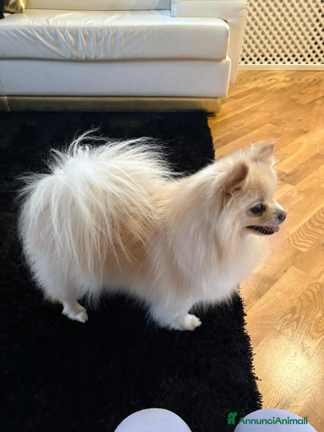 Volpino Pomerania cani in vendita: Cuccioli volpino pomerania spitz pedigree ENCI a Città metropolitana di Roma Capitale - Annuncio 9