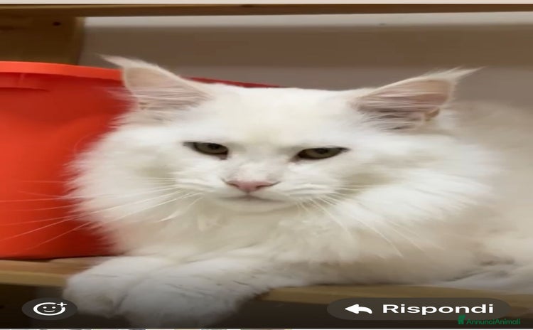 Maine Coon gatti a Provincia di Bergamo - Annuncio 1