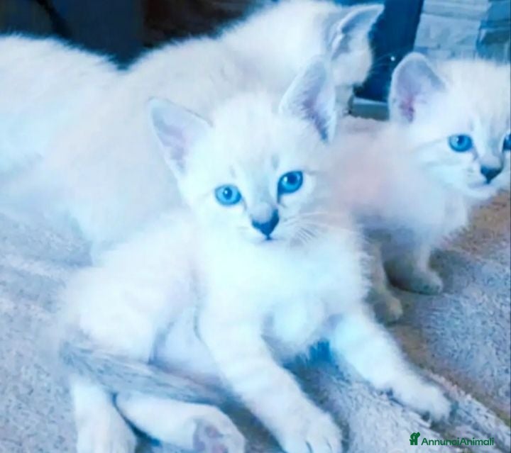Siamese gatti Gattini siamesi tabby - Annuncio 1