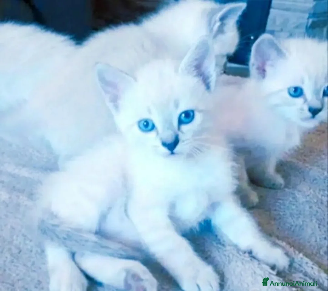Siamese gatti in vendita: Gattini siamesi tabby - Annuncio 1