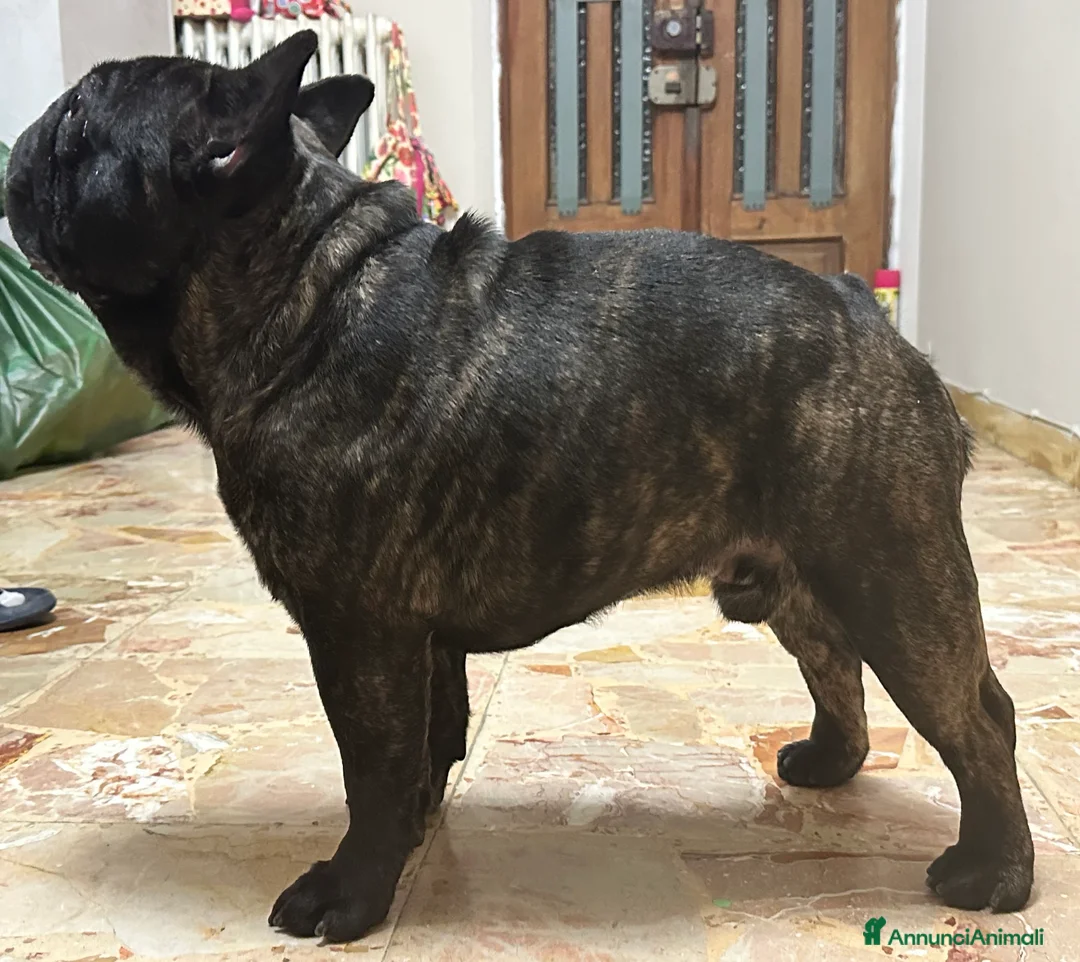 Bulldog Francese cani in vendita: Bulldog francese - Annuncio 4