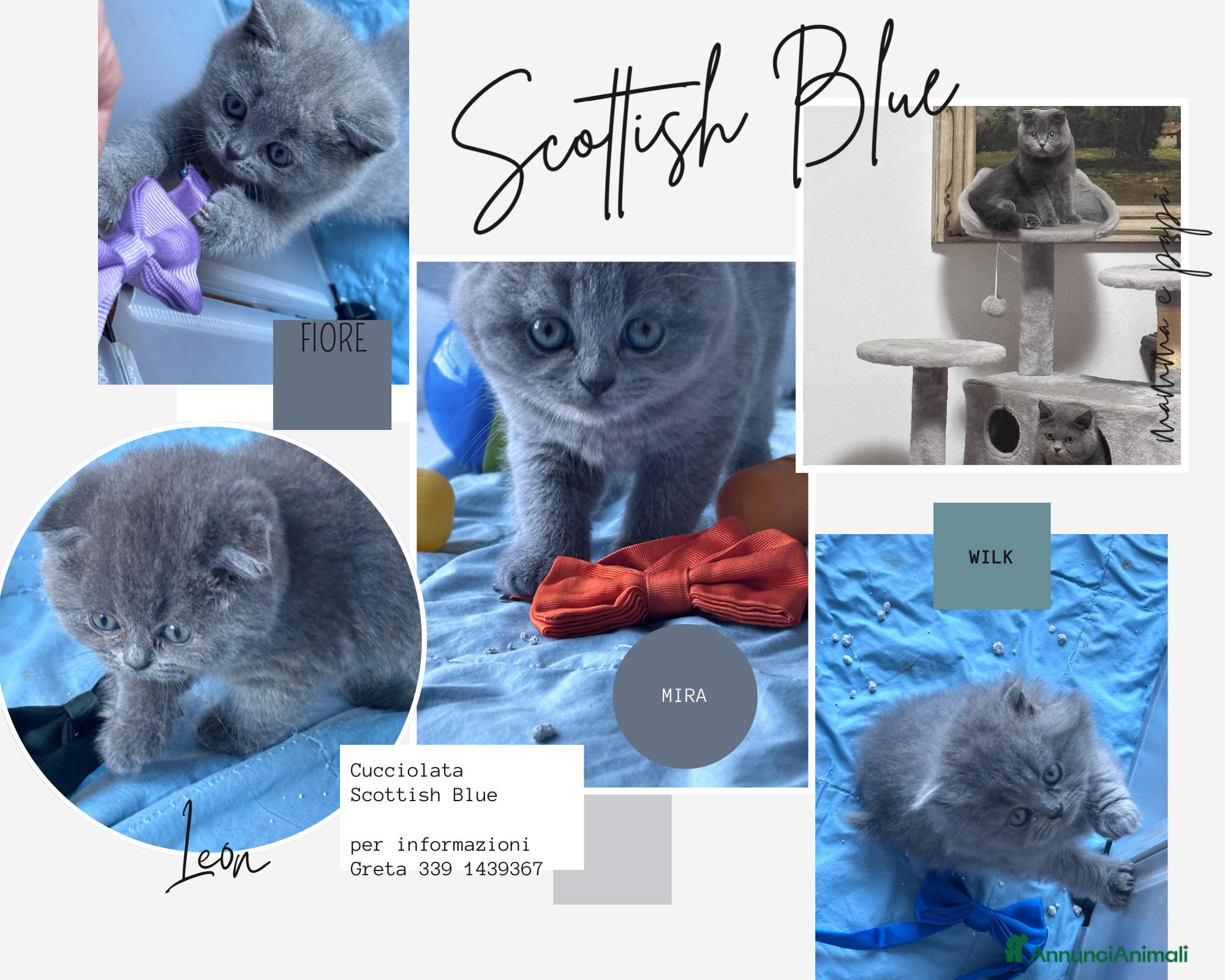 Scottish gatti Scottish cucciolata - Annuncio 6