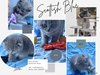 Scottish gatti Scottish cucciolata - Annuncio 6
