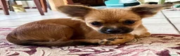 Chihuahua cani in vendita: Ultime 3 meraviglie a pelo lungo  - Annuncio 4