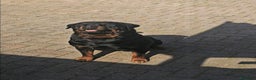 Rottweiler cani in vendita: Cuccioli rottweiler  - Annuncio 3