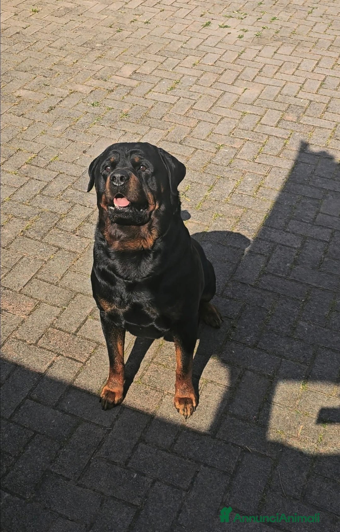 Rottweiler cani in vendita: Cuccioli rottweiler  - Annuncio 3