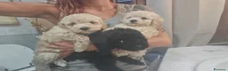 Barboncino Toy cani in vendita: Barboncini toy - Annuncio 3