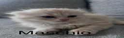 Scottish gatti in vendita: Scottish straight/fold - Annuncio 6