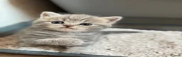 Scottish gatti in vendita: British Scottish - Annuncio 5