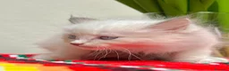 Ragdoll gatti in vendita: cuccioli di ragdoll genitori con pedigree - Annuncio 20
