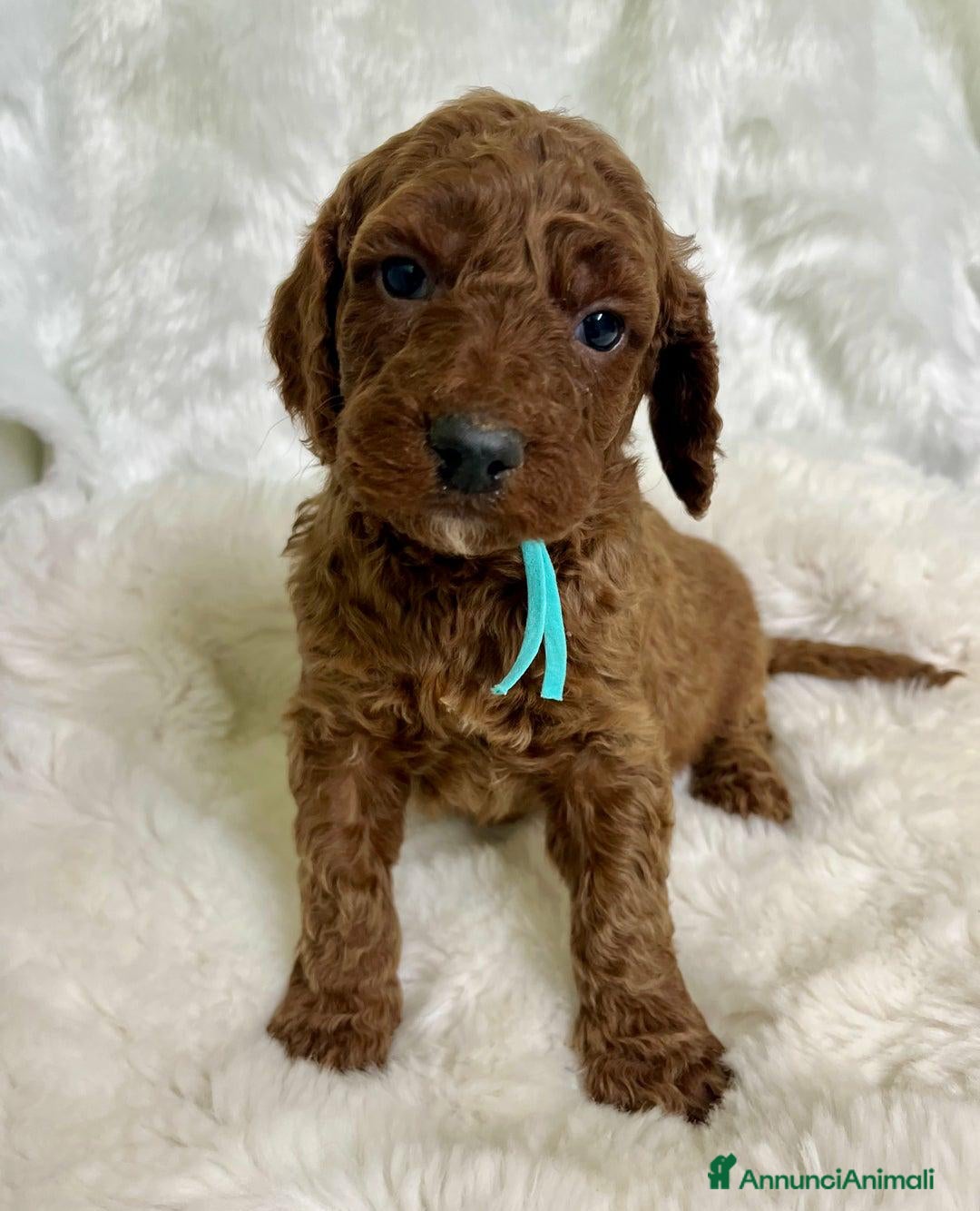 Golden Retriever cani in vendita: Australian Golden DoubleDoodle - Annuncio 15