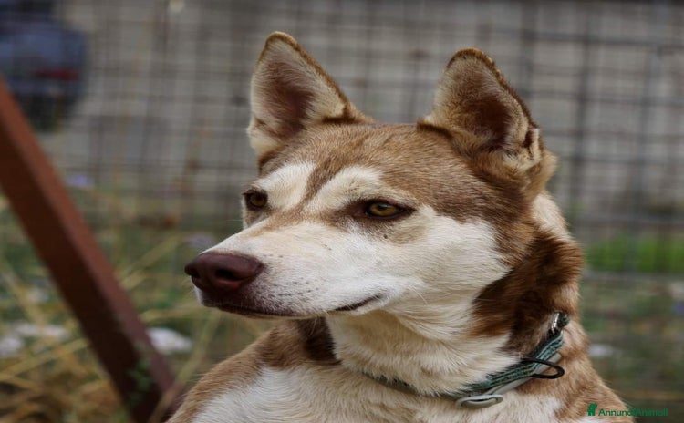 Altre razze cani - Annuncio 13