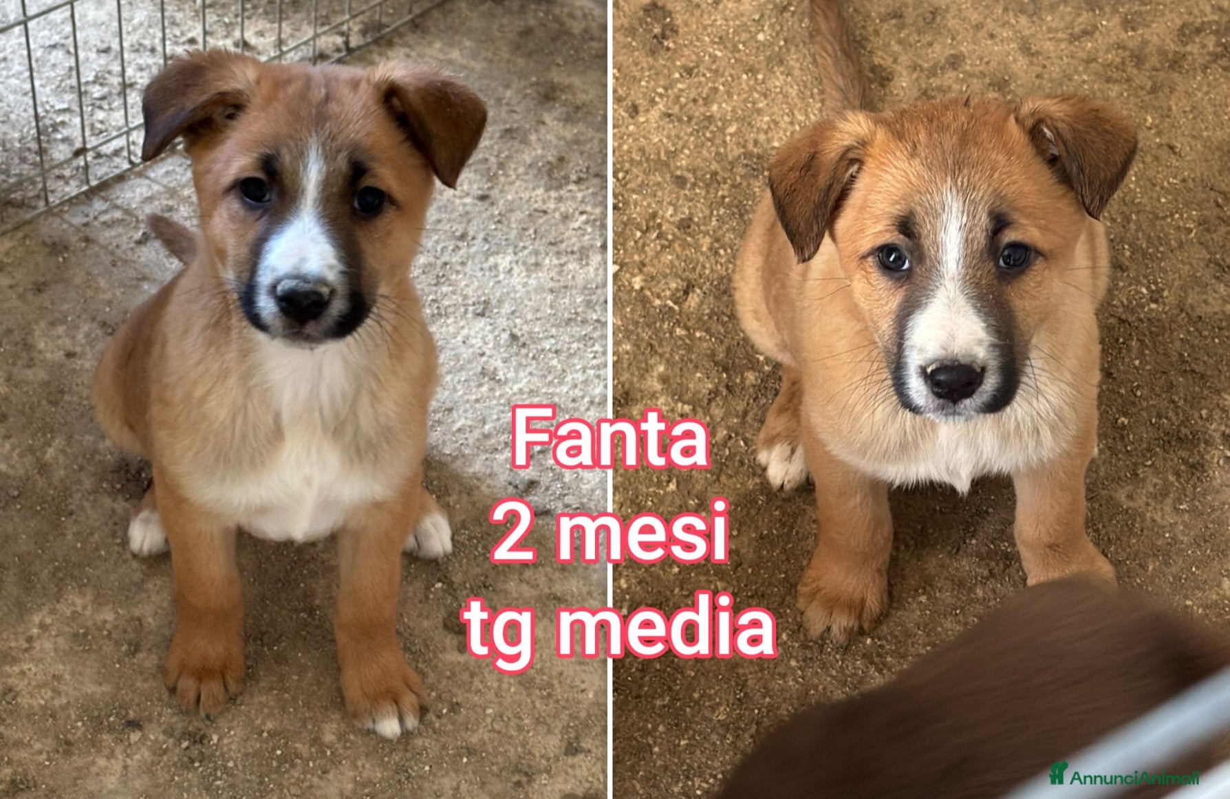 Meticcio cani CUCCIOLI TENERISSIMI SENZA CASA a Provincia di Modena - Annuncio 22