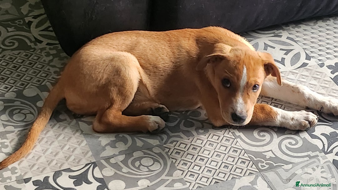 Meticcio cani in regalo: Lucky piccolo meticcio 2/3 mesi - Annuncio 3