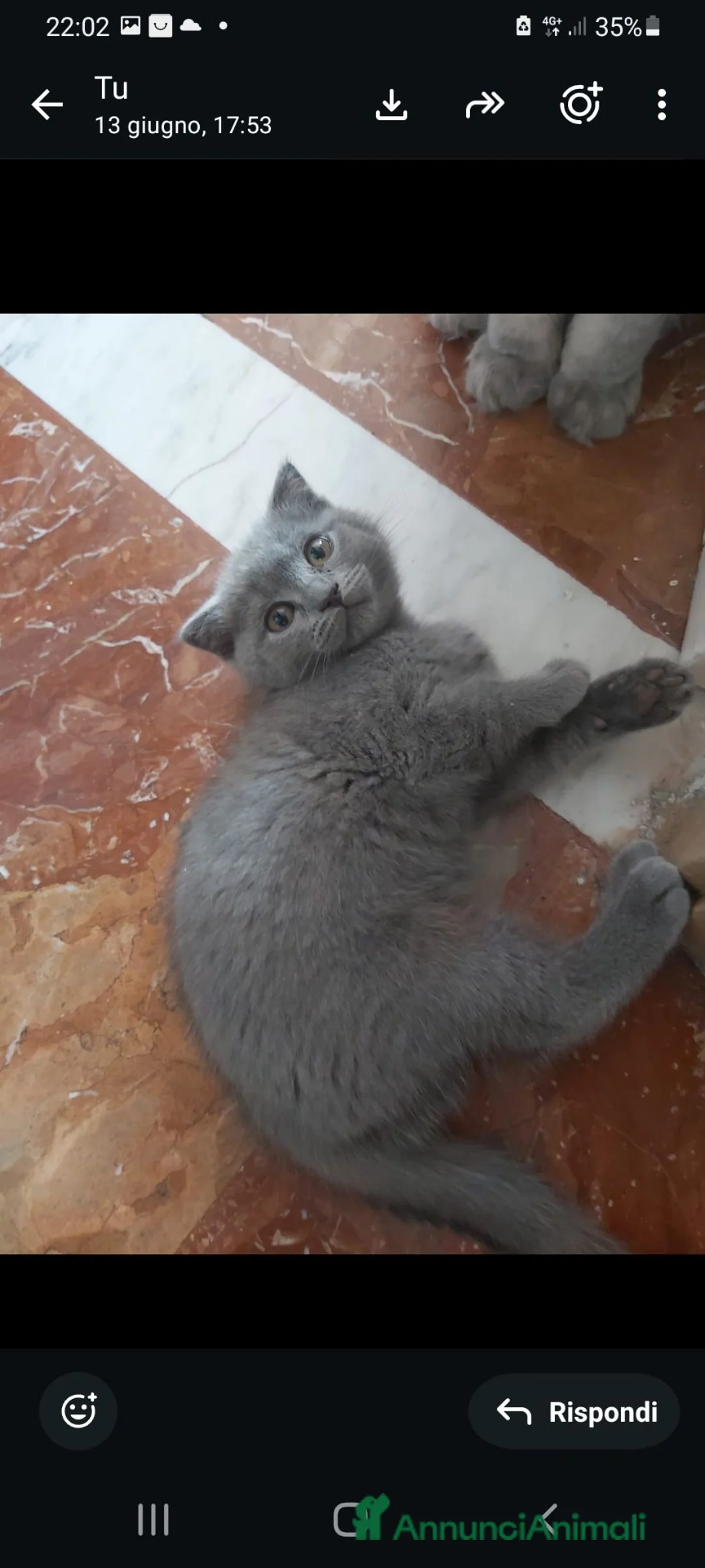 Scottish gatti in vendita: Gattini scottish  fold e straight  - Annuncio 2