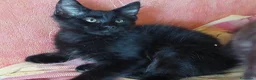 Maine Coon gatti in vendita: Cuccioli Maine coon maschio Black e femmine Tortie - Annuncio 4