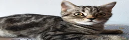 Scottish gatti in vendita: Gattini Scottish  - Annuncio 5