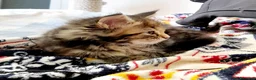 Maine Coon gatti in vendita: Cucciola di Maine Coon - Annuncio 3