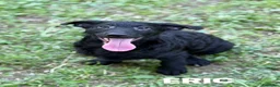 Meticcio cani in regalo: ERIC, cucciolo dolcissimo dimenticato da tutti. - Annuncio 4