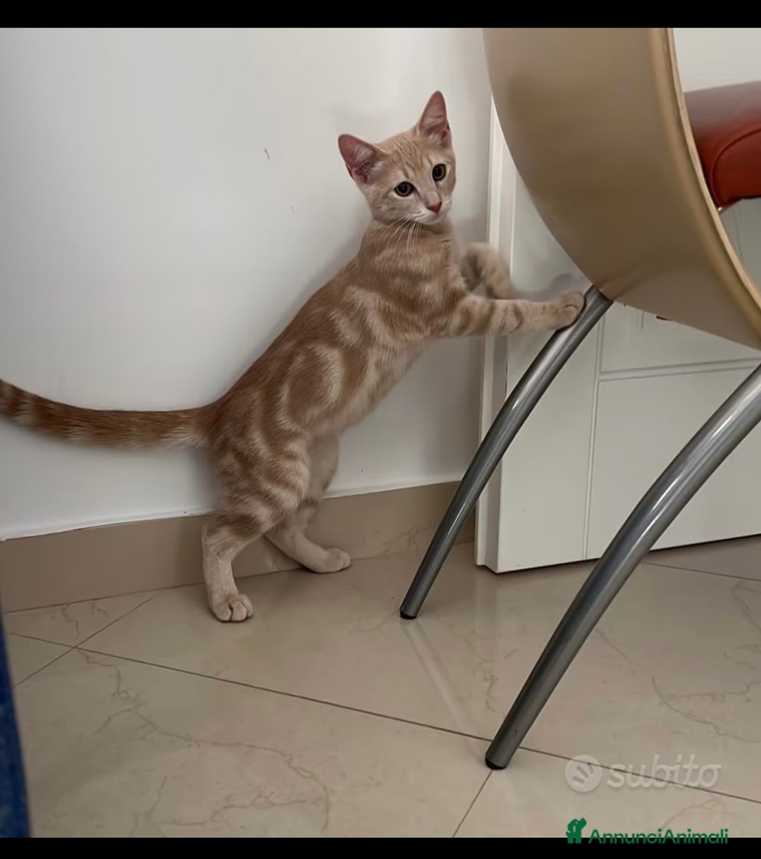 Europeo gatti in regalo: Leo dolcissimo micino rosso  - Annuncio 2