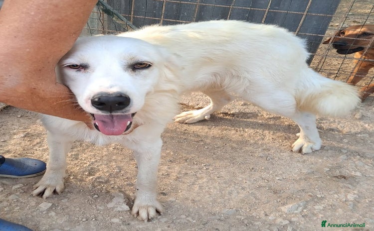 Meticcio cani a Città Metropolitana di Firenze - Annuncio 3
