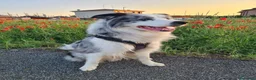 Border Collie cani per accoppiamento: Bellissimo Border con Pedigree per Accoppiamento a Provincia di Cremona - Annuncio 11