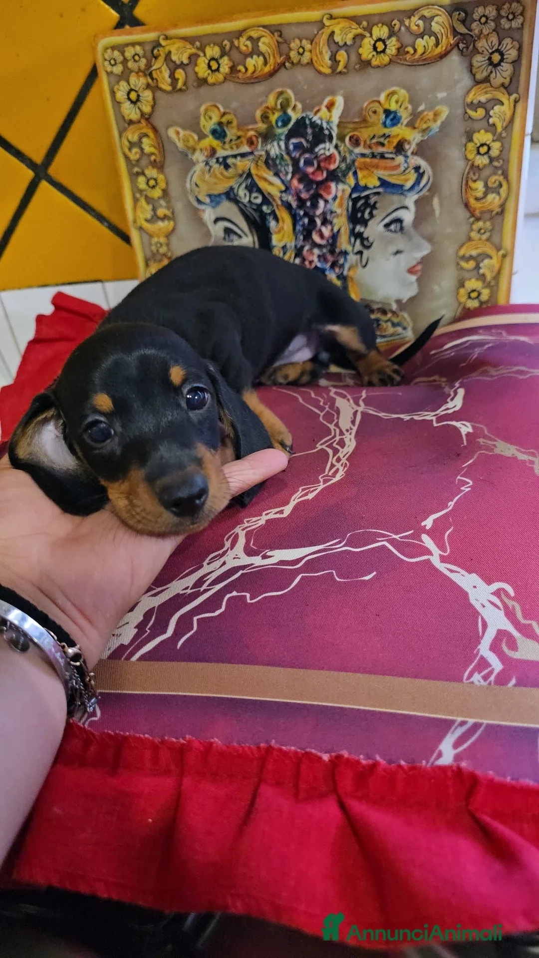 Bassotto Nano cani in vendita: Cuccioli di bassotto  - Annuncio 2