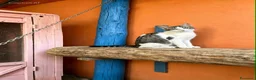 Europeo gatti in regalo: Gattine di tre mesi - Annuncio 3