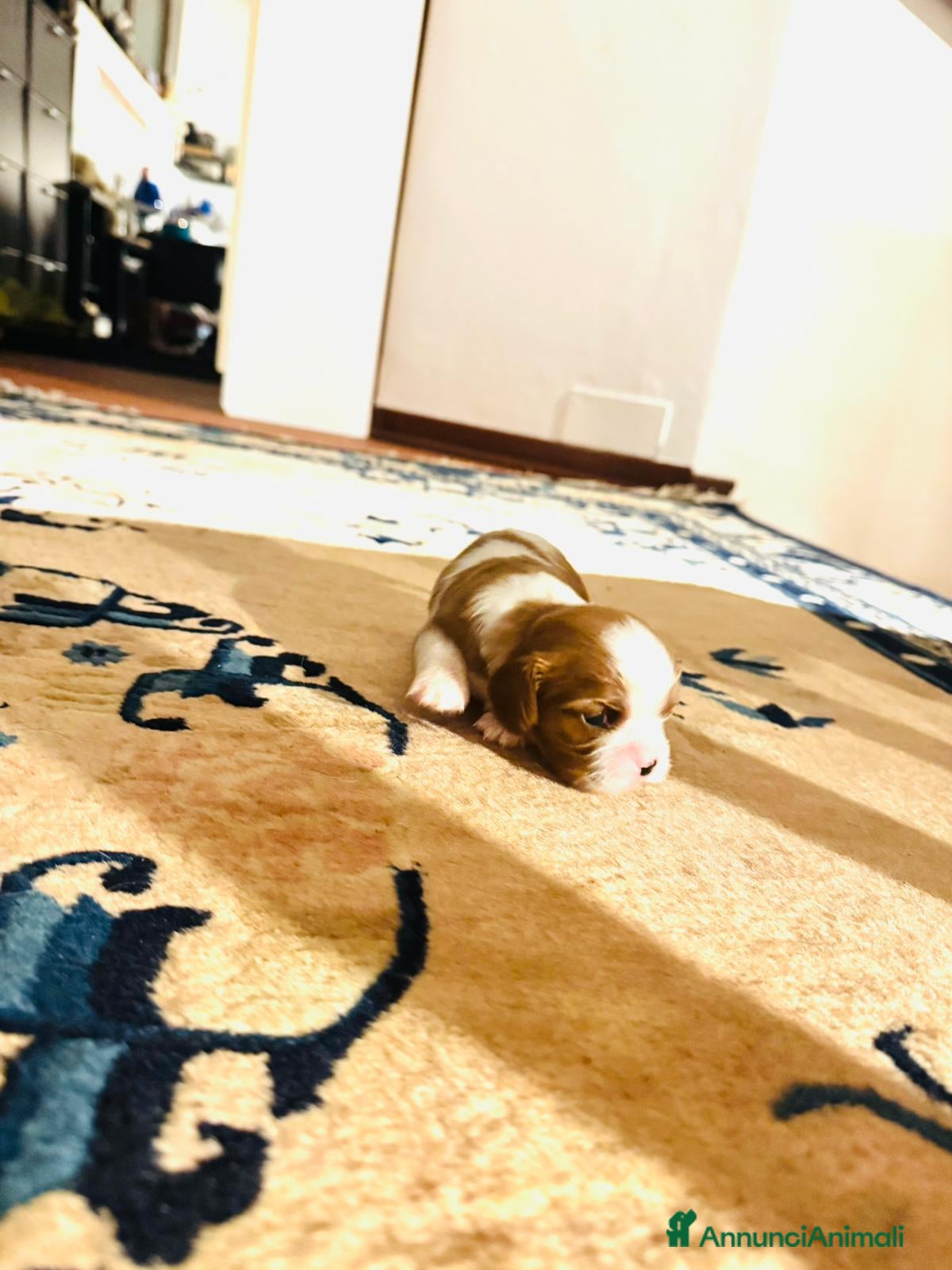 Cavalier King cani King cavaglier - Annuncio 1