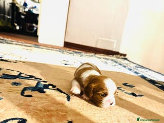 Cavalier King cani King cavaglier - Annuncio 1