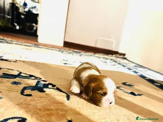 Cavalier King cani King cavaglier - Annuncio 2