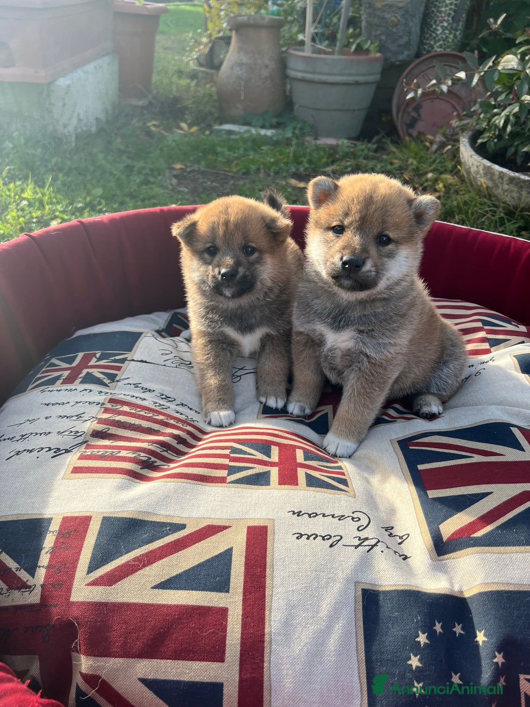 Shiba Inu cani in vendita: Shiba inu cuccioli  - Annuncio 5