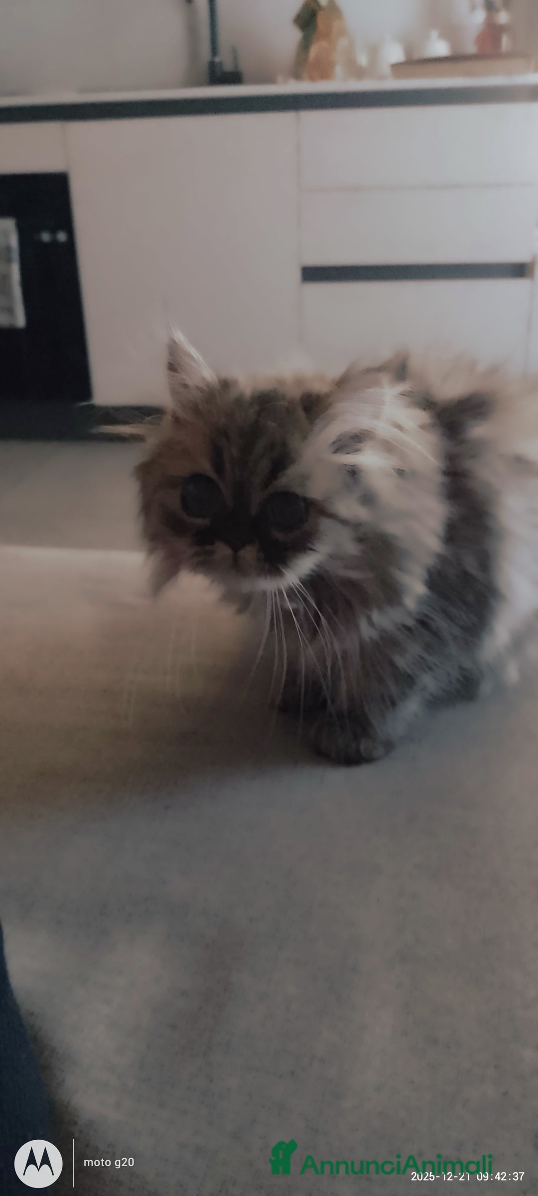 Persiano gatti in vendita: Splendida cucciola  - Annuncio 1