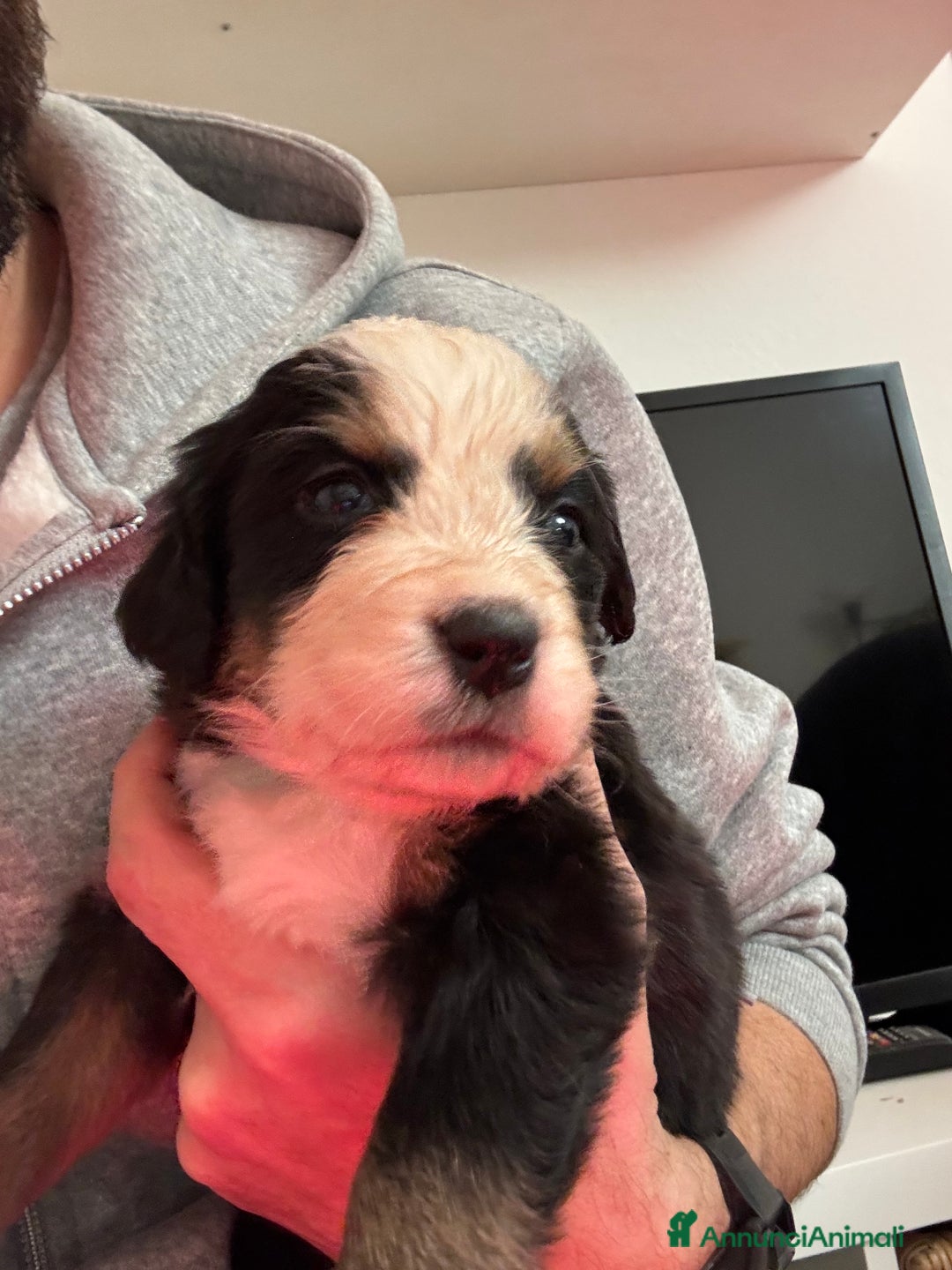 Bovaro del Bernese cani in vendita: Cuccioli Bernese da famiglia (privati) - Annuncio 3