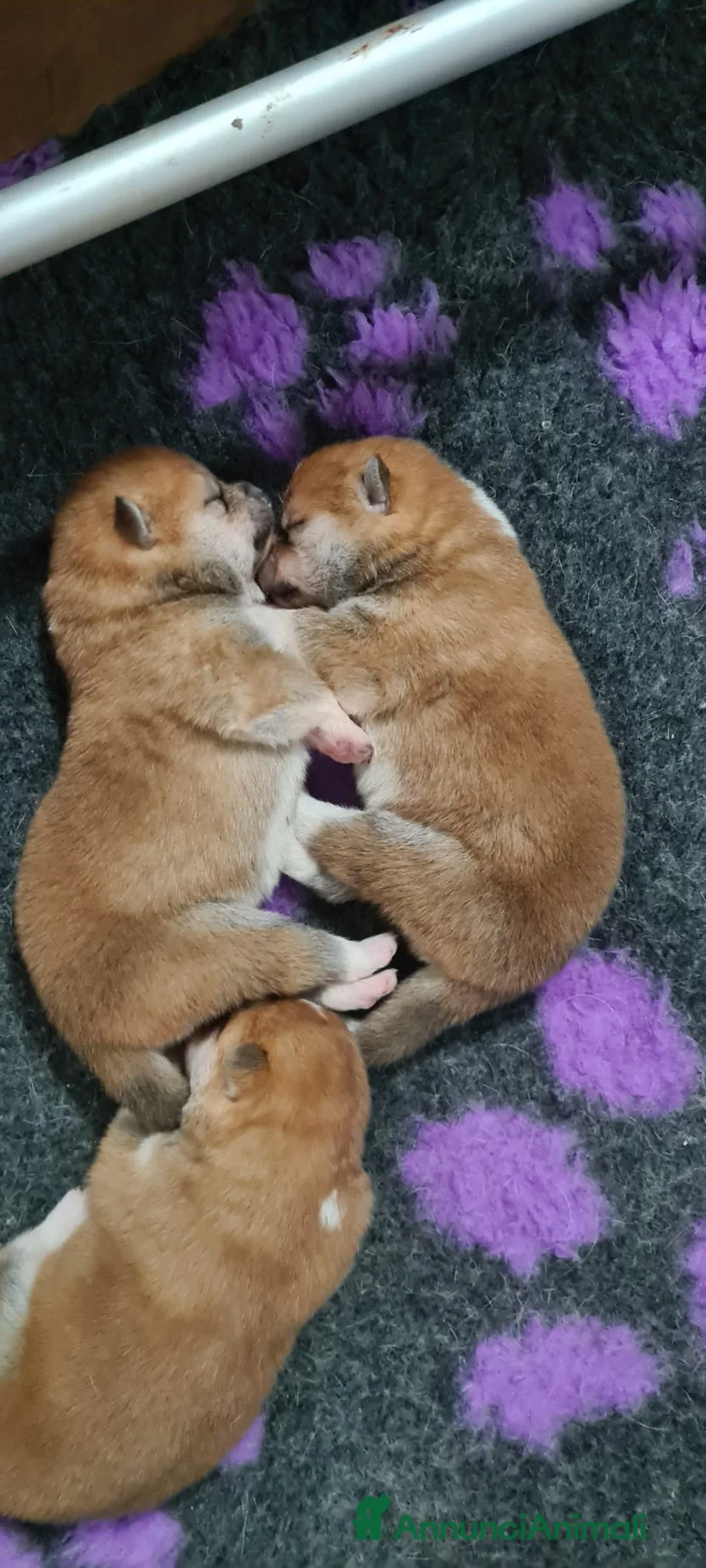 Akita Inu cani in vendita: Cuccioli di Akita disponibili - Annuncio 19