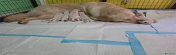 Golden Retriever cani in vendita: Cuccioli Golden Retriver con Pedigree a Provincia di Perugia - Annuncio 5