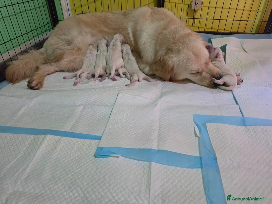 Golden Retriever cani in vendita: Cuccioli Golden Retriver con Pedigree - Annuncio 9