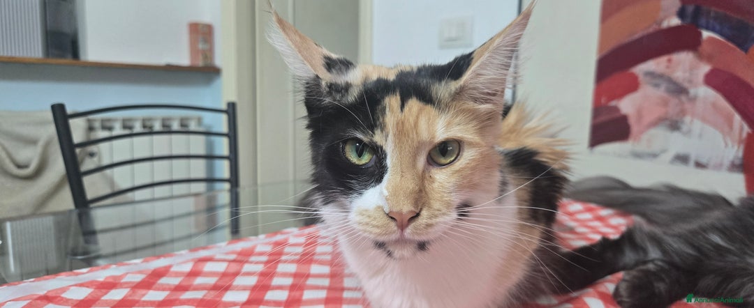 Maine Coon gatti in vendita: Cuccioli di Maine Coon pedigree da compagnia  - Annuncio 4